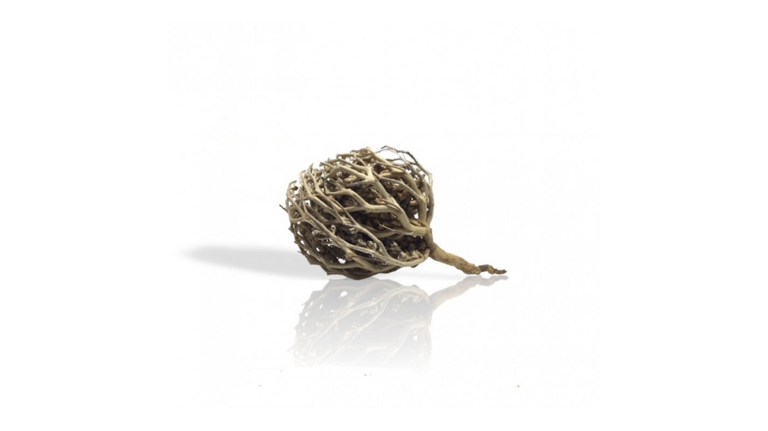 Charajat Mariam (Rose de Jericho)