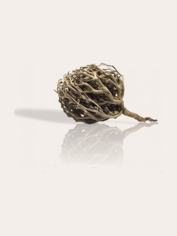 Charajat Mariam (Rose de Jericho)